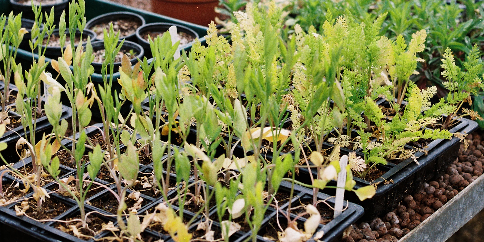 Jeunes plants en plaques de semis dans une serre